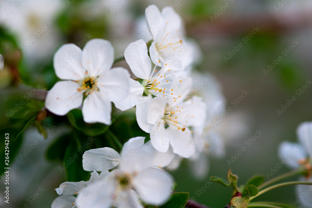 white cherry flowers on a branch close up white cherry flowers on a branch close up