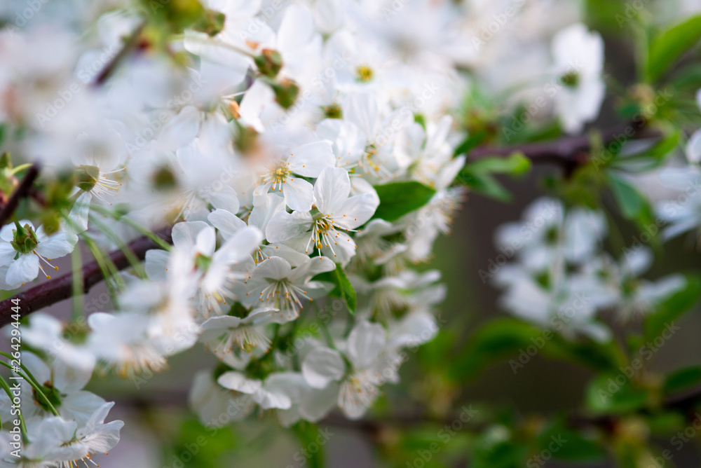 white cherry flowers on a branch close up