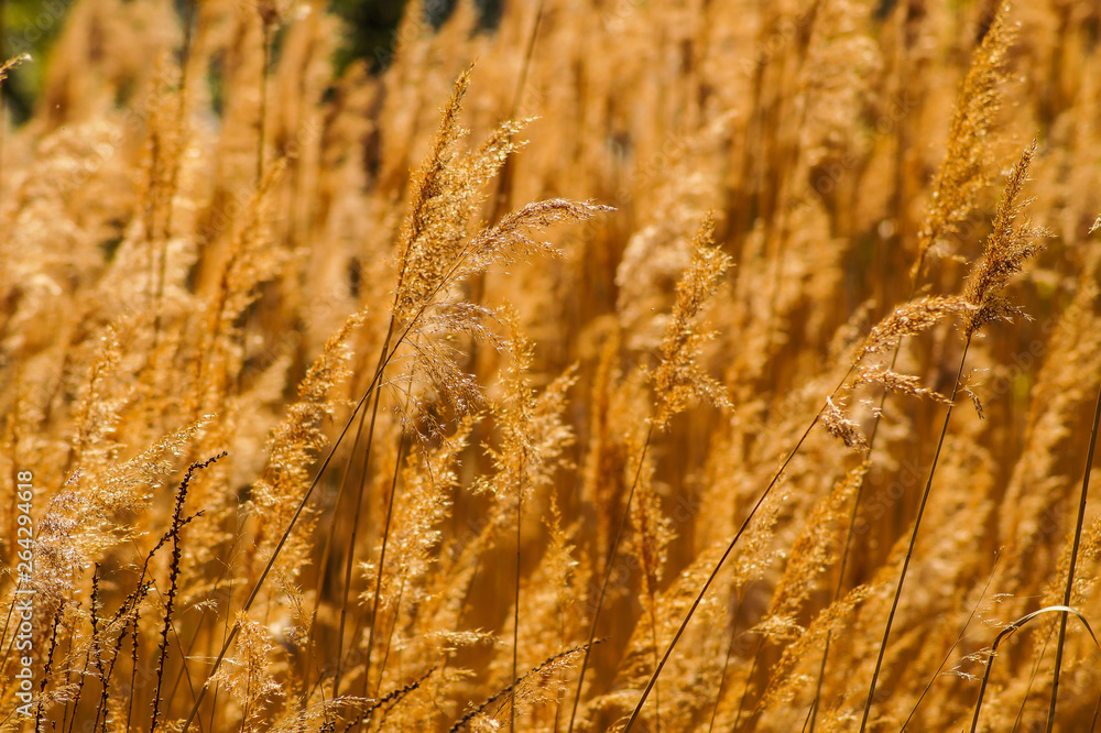 Fototapeta premium dry water reed