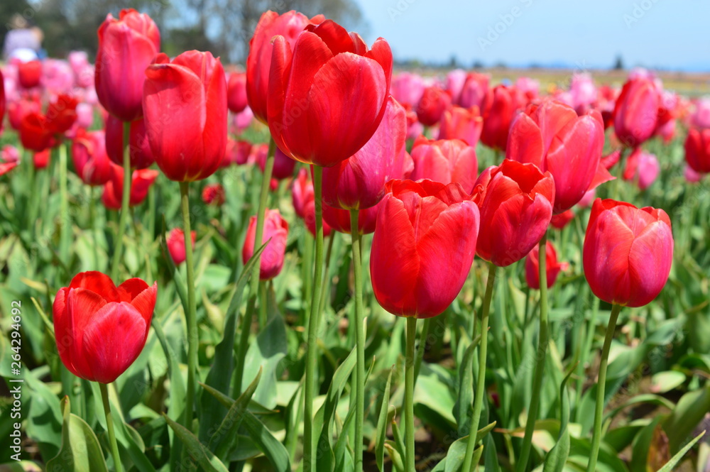 Red Tulips at Wooden Shoe Tulip Festival in Woodburn Oregon