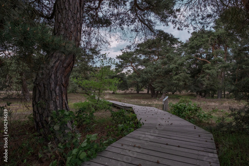 Schwanheimer Dünen photo