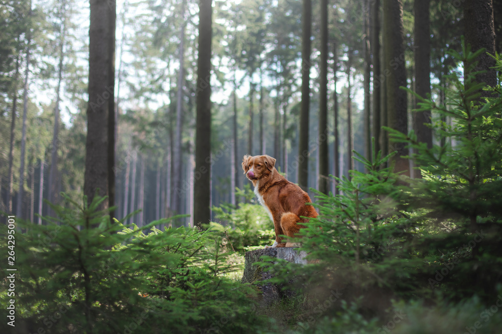 Nova Scotia Duck Tolling Retriever in the forest. Hike with a dog