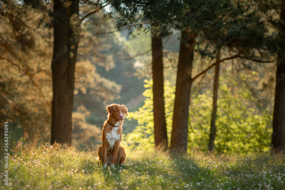 Nova Scotia Duck Tolling Retriever in the forest. Hike with a dog Nova Scotia Duck Tolling Retriever in the forest. Hike with a dog