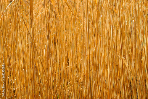 Wallpaper Mural dry water reed Torontodigital.ca