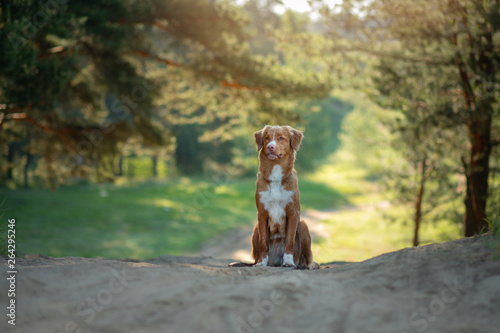 Nova Scotia Duck Tolling Retriever in the forest. Hike with a dog