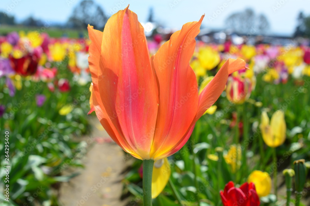 Fototapeta premium Yellow tulips at Wooden Shoe Tulip Festival in Woodburn Oregon