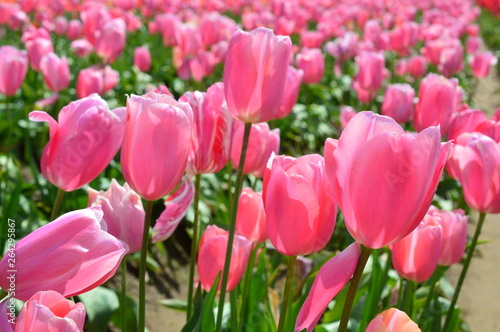 Pink Tulips at Wooden Shoe Tulip Festival in Woodburn Oregon