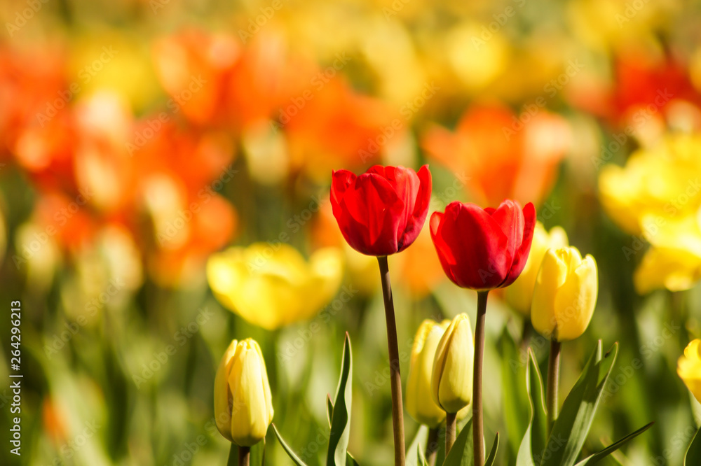 colorful tulip field colorful tulip field