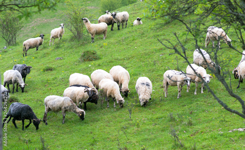 Herd of sheep graze on green pasture in the mountains Herd of sheep graze on green pasture in the mountains