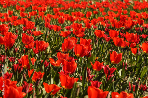 Fototapeta Naklejka Na Ścianę i Meble -  red tulips on a tulip field
