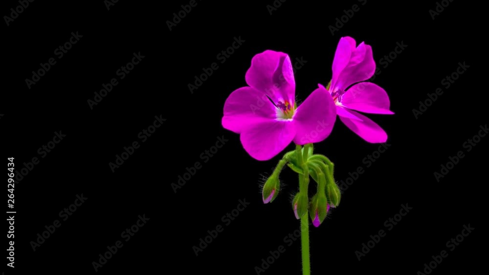 Timelapse of opening red geranium (Pelargonia) flower on black background 4K Timelapse of opening red geranium (Pelargonia) flower on black background 4K