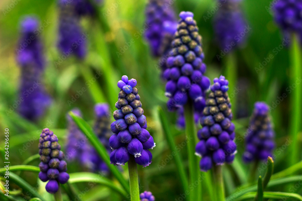 Muscari - blue Grape hyacinth. Spring flowers. Muscari armeniacum plant with blue flowers. Muscari - blue Grape hyacinth. Spring flowers. Muscari armeniacum plant with blue flowers.