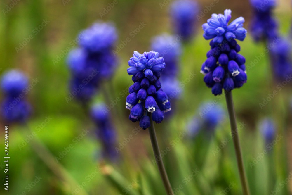 Muscari - blue Grape hyacinth. Spring flowers. Muscari armeniacum plant with blue flowers.