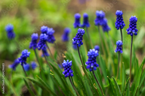 Muscari - blue Grape hyacinth. Spring flowers. Muscari armeniacum plant with blue flowers.