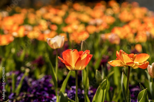 colorful tulip field