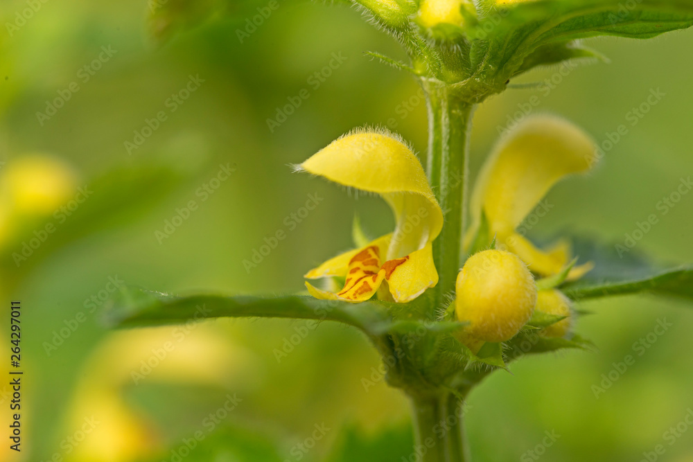 Yellow archangel plant (Lamium galeobdolon) with flowers. spring plant Lamium galeobdolon during flowering, selective focus Yellow archangel plant (Lamium galeobdolon) with flowers. spring plant Lamium galeobdolon during flowering, selective focus