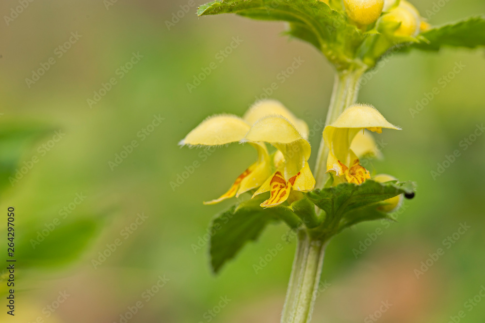 Yellow archangel plant (Lamium galeobdolon) with flowers. spring plant Lamium galeobdolon during flowering, selective focus Yellow archangel plant (Lamium galeobdolon) with flowers. spring plant Lamium galeobdolon during flowering, selective focus