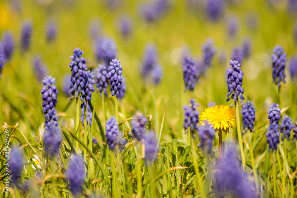 Muscari Armeniacum field Muscari Armeniacum field