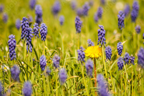 Muscari Armeniacum field