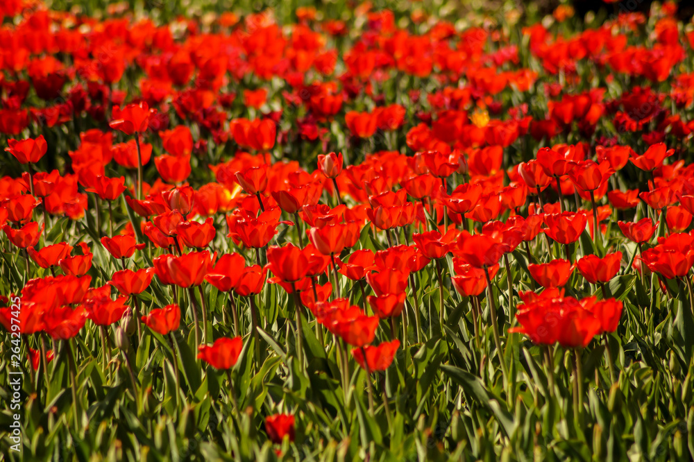 red tulip field