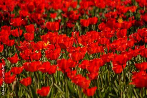 red tulip field