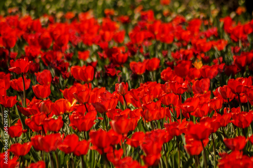 red tulip field