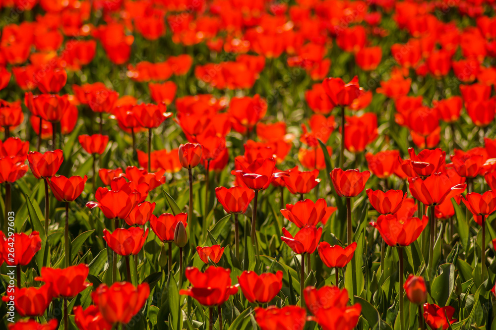 red tulip field