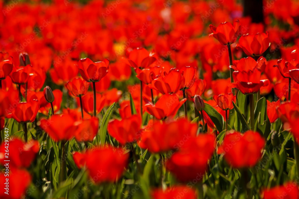 Fototapeta premium red tulip field