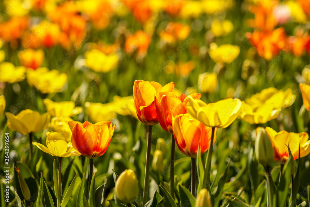 colorful tulip field