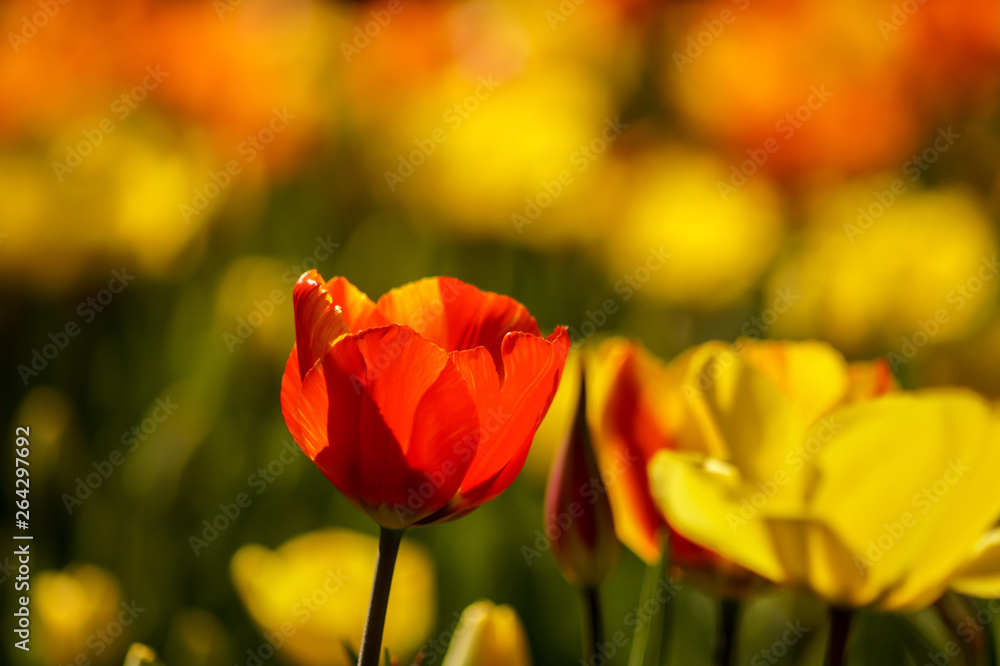 red tulip field