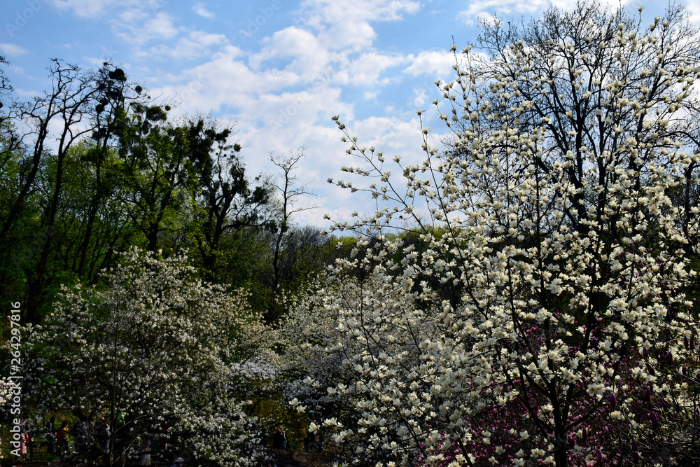 Southern flowering tree with pink flowers against sky 