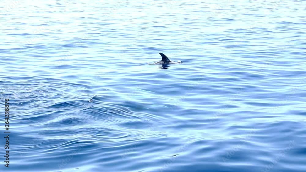 Family of pilot whales coming out to breath on surface. Group of cetaceans swimming on blue ocean Family of pilot whales coming out to breath on surface. Group of cetaceans swimming on blue ocean