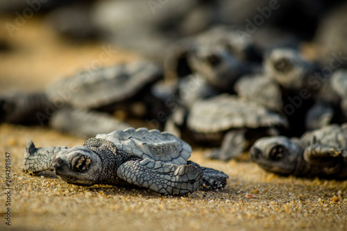 Valokuva Baby hatchling sea turtles struggle for survival as they scamper to the ocean in