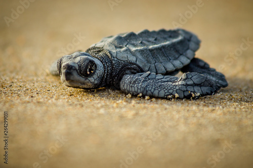 A baby hatchling sea turtle struggles for survival as she scampers to the ocean in Cabo Pulmo National Park near Cabo San Lucas, Mexico
