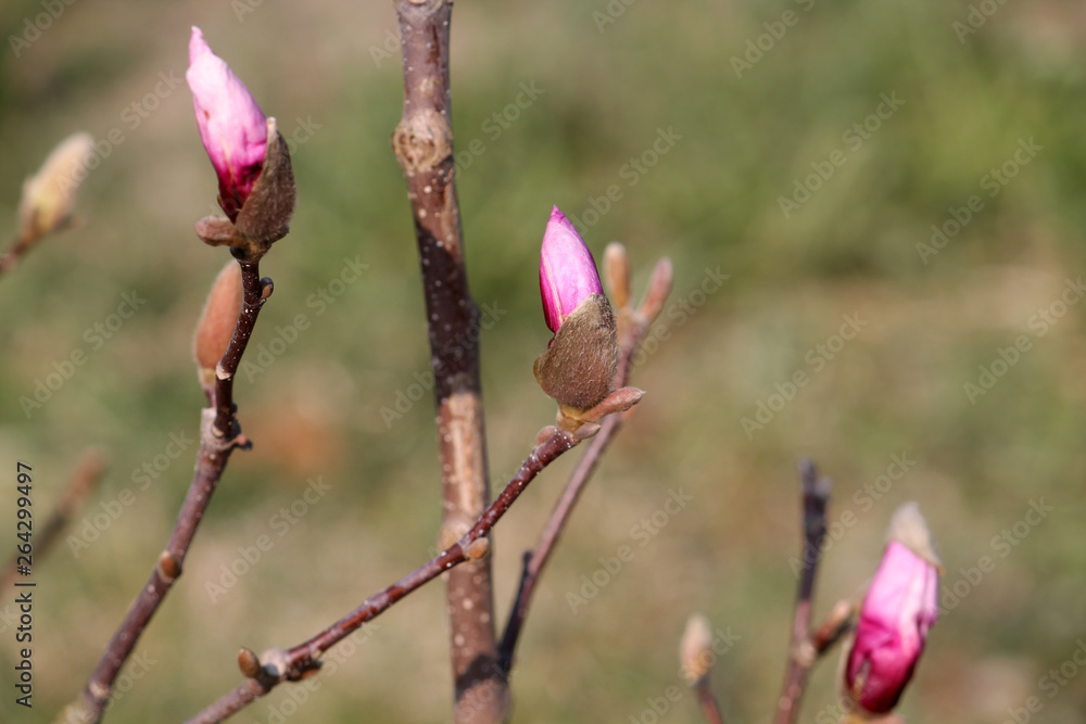 Magnolia (cultivar Ricki) pink bud in early spring Magnolia (cultivar Ricki) pink bud in early spring