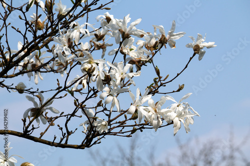 Branches of Magnolia loebneri (cultivar Donna) with white flowers against blue sky in early spring