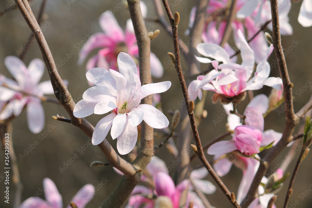 Branches of Magnolia stellata or Star magnolia (cultivar Rosea) with pink flowers in early spring Branches of Magnolia stellata or Star magnolia (cultivar Rosea) with pink flowers in early spring