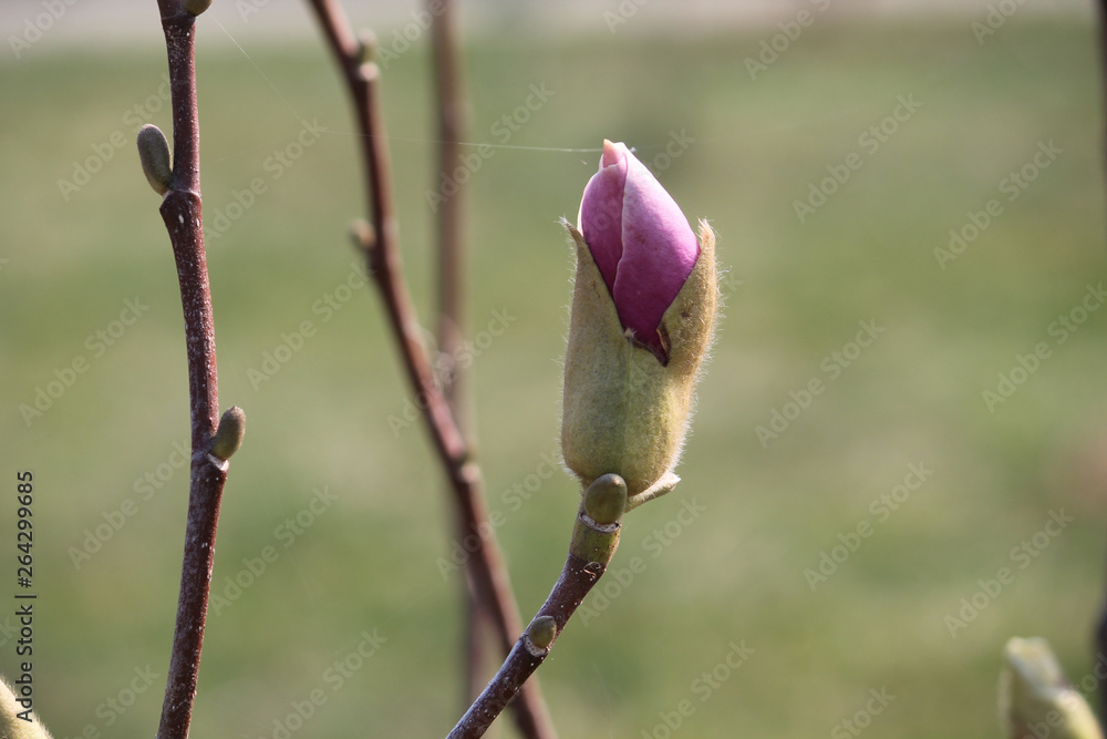 Magnolia (cultivar Jane) pink bud in early spring Magnolia (cultivar Jane) pink bud in early spring