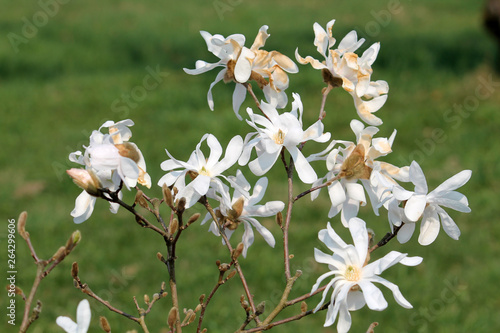 White flowers of Magnolia stellata or Star magnolia in early spring photo