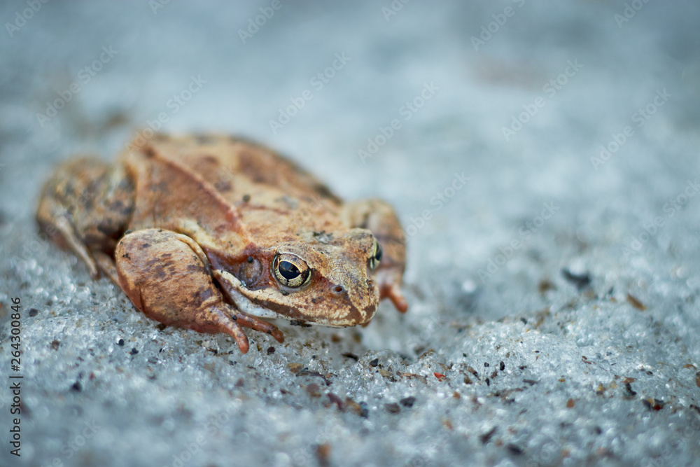 Naklejka premium A close up of a frog on the ice. Early spring. abnormal phenomena in nature.