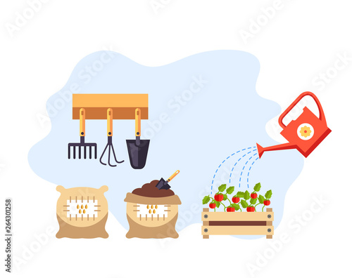 Tomato seeds growing steps. Vector flat cartoon graphic design illustration