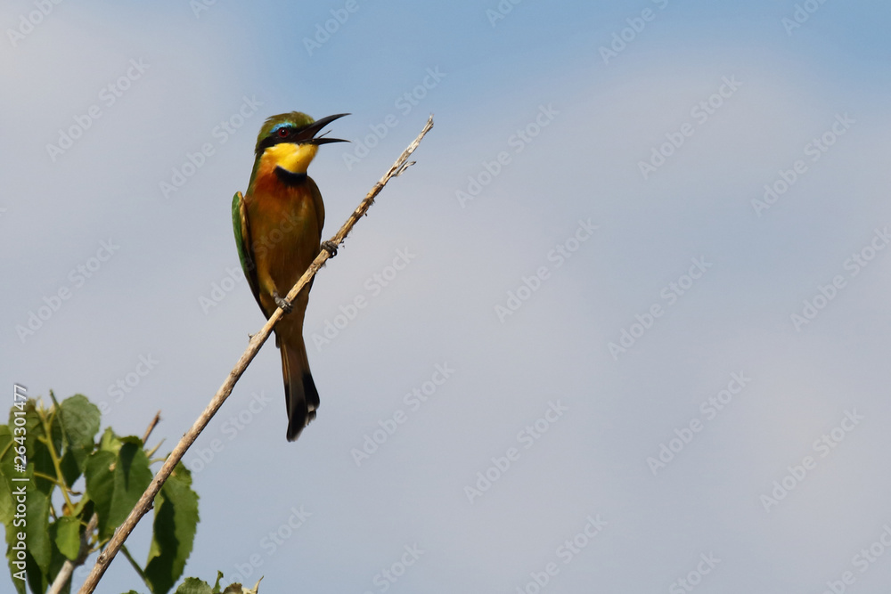 Zwergspint / Little bee-eater / Merops pusillus Zwergspint / Little bee-eater / Merops pusillus