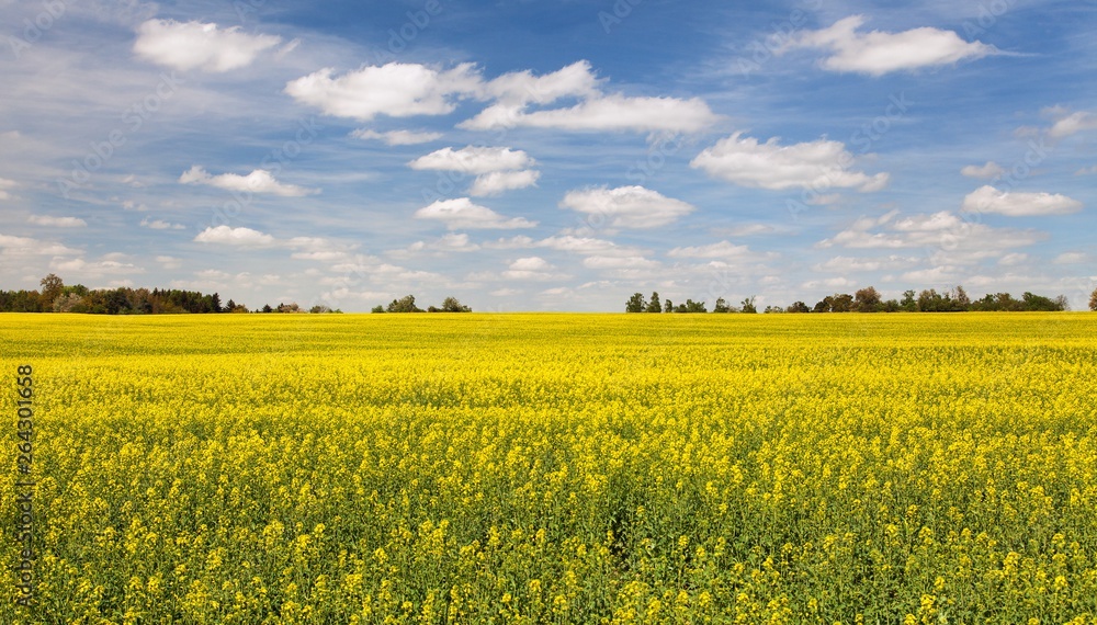 Obraz premium rapeseed, canola or colza field