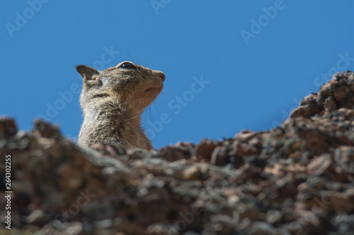 California ground squirrel/It was watched on Juniper Canyon Trail in Pinnacles National Park.