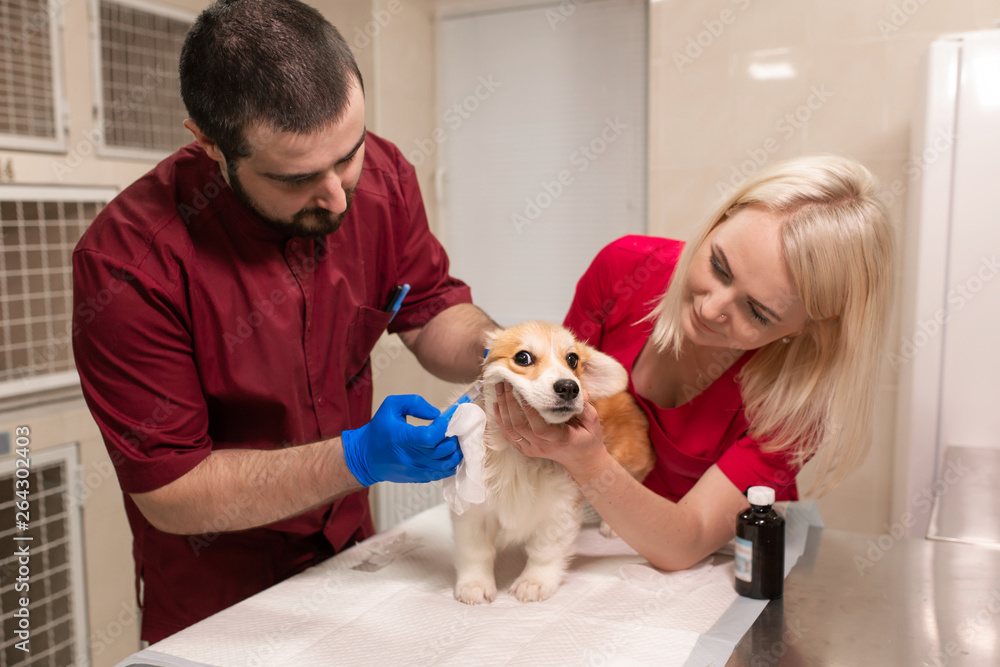 Veterinary doctors exam little corgi dog in manipulation room of pet clinic. Pet health care Veterinary doctors exam little corgi dog in manipulation room of pet clinic. Pet health care