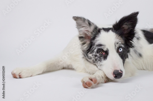 Cute pretty dog