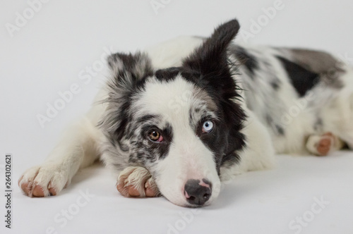 Cute pretty dog
