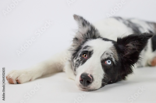 Cute pretty dog