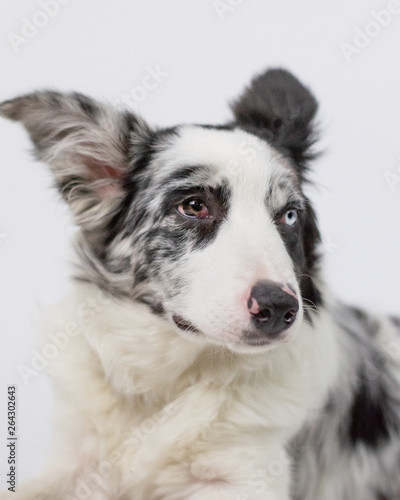 Cute pretty dog