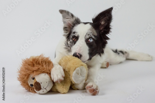 Cute pretty dog